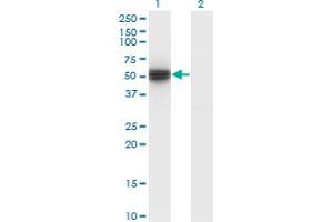 Western Blot analysis of FICD expression in transfected 293T cell line by HYPE monoclonal antibody (M02), clone 3F5. (FICD antibody  (AA 1-449))