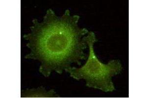Immunofluorescence microscopy using  Monoclonal anti-HEF1 antibody (clone 14A11) shows detection of HEF1 localized at the centrosome (bright dots) and focal adhesion sites.
