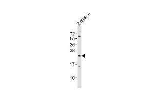 Anti-tmem208 Antibody (Center) at 1:2000 dilution + Zebrafish muscle lysates Lysates/proteins at 20 μg per lane. (TMEM208 antibody  (AA 92-124))