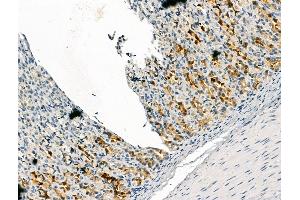 ABIN7094434 and ABIN7098482 at 1/100 staining Rat stomach tissue by IHC-P. (FURIN antibody  (N-Term))