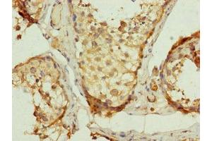 Immunohistochemistry of paraffin-embedded human testis tissue using ABIN7149107 at dilution of 1:100 (UQCRC2 antibody  (AA 224-453))