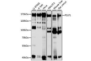 Western blot analysis of extracts of various cell lines, using PELP1 antibody (ABIN1874097) at 1:1000 dilution. (PELP1 antibody)
