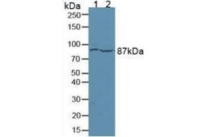 Figure. (Ataxin 1 antibody  (AA 569-807))