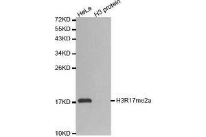 Western Blotting (WB) image for anti-Histone 3 (H3) (H3R17me) antibody (ABIN6219538) (Histone 3 antibody  (H3R17me))