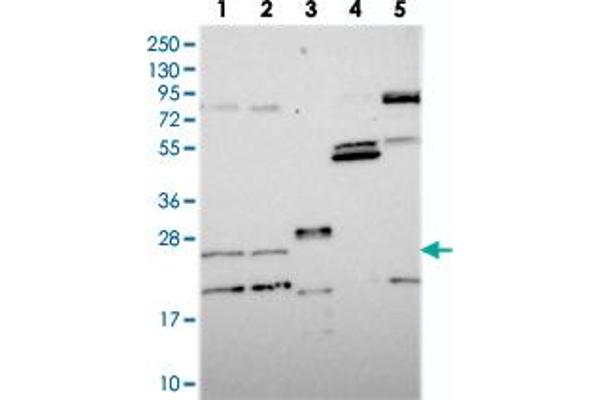 NUDT16L1 anticorps