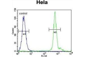 Flow cytometric analysis of Hela cells using EMG1 / C2F  Antibody  (right histogram) compared to a negative control cell (left histogram). (EMG1 antibody  (Middle Region))