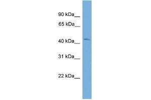 WB Suggested Anti-BXDC2 Antibody Titration: 0. (BRIX1 antibody  (Middle Region))