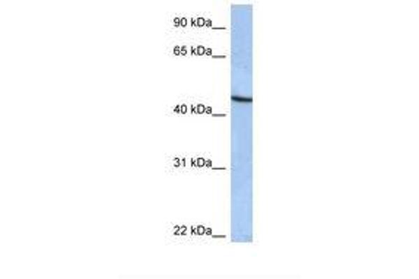 ZNF766 antibody  (C-Term)