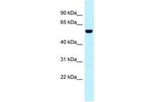 Image no. 1 for anti-Sorting Nexin 4 (SNX4) (AA 362-411) antibody (ABIN6747839) (Sorting Nexin 4 antibody  (AA 362-411))