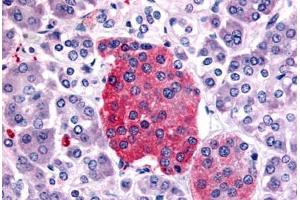 Anti-SSTR2 antibody  ABIN1049360 IHC staining of human pancreas, islet of Langerhans. (SSTR2 antibody  (C-Term))