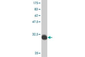 Western Blot detection against Immunogen (36.