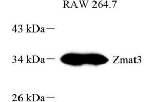 Western blot analysis of PAG608 (ABIN7076285) at dilution of 1: 800