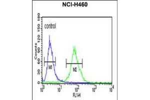 Flow cytometric analysis of NCI-H460 cells (right histogram) compared to a negative control cell (left histogram). (Gc (AA 337-365) antibody)