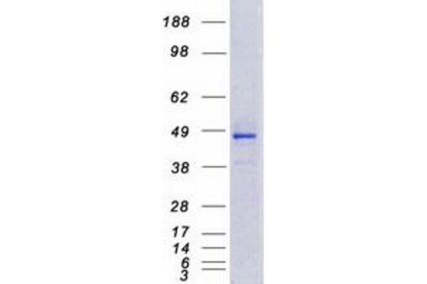 CYP4F12 Protein (Myc-DYKDDDDK Tag)