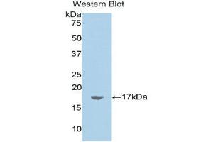 Western Blotting (WB) image for anti-Retinoic Acid Receptor Responder (Tazarotene Induced) 2 (RARRES2) (AA 25-152) antibody (ABIN1858398) (Chemerin antibody  (AA 25-152))