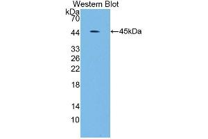 Western blot analysis of the recombinant protein. (SCARA5 antibody  (AA 118-495))