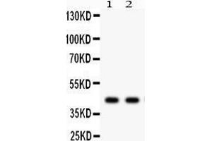 Anti- SGCA Picoband antibody, Western blotting All lanes: Anti SGCA  at 0. (SGCA antibody  (AA 24-387))