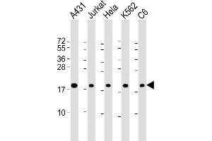 All lanes : Anti-RPS10 Antibody (Center) at 1:2000 dilution Lane 1: A431 whole cell lysate Lane 2: Jurkat whole cell lysate Lane 3: Hela whole cell lysate Lane 4: K562 whole cell lysate Lane 5: C6 whole cell lysate Lysates/proteins at 20 μg per lane. (RPS10 antibody  (AA 78-110))