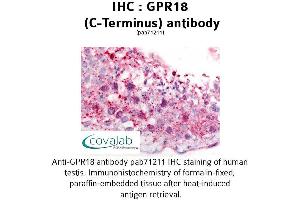 Image no. 1 for anti-G Protein-Coupled Receptor 18 (GPR18) (C-Term) antibody (ABIN1735009) (GPR18 antibody  (C-Term))