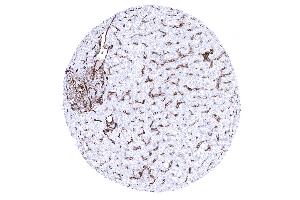 Immunohistochemistry (IHC) image for anti-Platelet/endothelial Cell Adhesion Molecule (PECAM1) (AA 625-738) antibody (ABIN7477409)