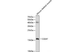 Western blot analysis of extracts of Mouse skeletal muscle using CD247 Polyclonal Antibody at dilution of 1:1000. (CD247 antibody)