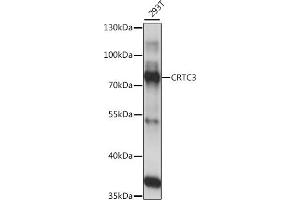 Western blot analysis of extracts of 293T cells, using CRTC3 antibody (ABIN7266522) at 1:1000 dilution.