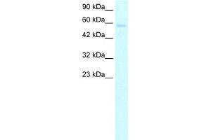Human HepG2; WB Suggested Anti-TRIM10 Antibody Titration: 5. (TRIM10 antibody  (C-Term))
