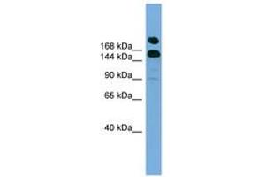 Image no. 1 for anti-UDP-Glucose Glycoprotein Glucosyltransferase 1 (UGGT1) (C-Term) antibody (ABIN6744868) (UGGT1 antibody  (C-Term))