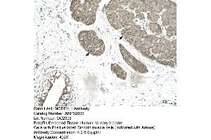Human urinary bladder (MORF4L1 antibody  (Middle Region))