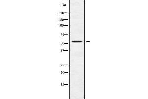 Western blot analysis of DFNA5 using RAW264. (DFNA5 antibody  (C-Term))