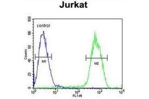 Flow cytometric analysis of Jurkat cells (right histogram) compared to a negative control cell (left histogram) using PCDHGC3  Antibody , followed by FITC-conjugated goat-anti-rabbit secondary antibodies. (Protocadherin gamma Subfamily C, 3 (PCDHGC3) (AA 518-547), (Middle Region) antibody)
