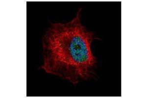 ICC/IF Image Confocal immunofluorescence analysis (Olympus FV10i) of paraformaldehyde-fixed HeLa, using NUP50, antibody (Green) at 1:500 dilution. (NUP50 antibody  (C-Term))