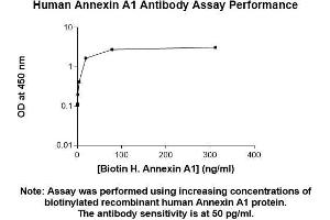 Image no. 1 for anti-Annexin A1 (ANXA1) (AA 1-346) antibody (ABIN5564951) (Annexin a1 antibody  (AA 1-346))