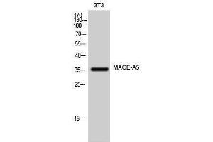 Western Blotting (WB) image for anti-Melanoma Antigen Family A, 5 (MAGEA5) (Internal Region) antibody (ABIN3185440) (MAGEA5 antibody  (Internal Region))