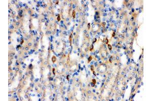 Anti- Kininogen 1 Picoband antibody, IHC(P) IHC(P): Mouse Kidney Tissue (KNG1 antibody  (Middle Region))