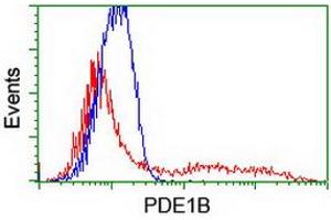 HEK293T cells transfected with either RC206588 overexpress plasmid (Red) or empty vector control plasmid (Blue) were immunostained by anti-PDE1B antibody (ABIN2454888), and then analyzed by flow cytometry. (PDE1B antibody)