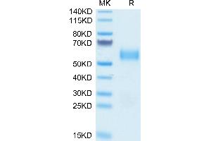 Biotinylated Human SIRP alpha V3 on Tris-Bis PAGE under reduced condition.