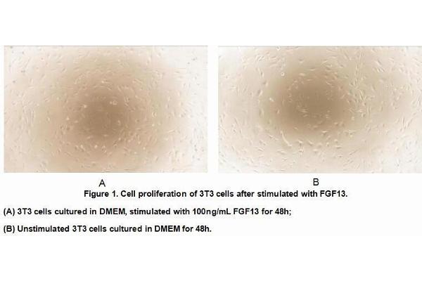 FGF13 Protein (AA 1-192) (His tag)