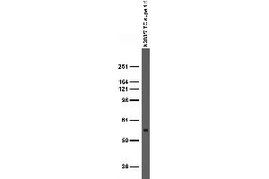 Immunoblot versus whole brain homogenates (homo) from adult rat and WT and Lgi1 KO mouse probed with N283/7 TC supe.