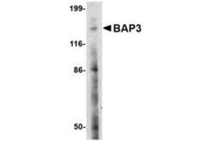 Image no. 1 for anti-BAI1-Associated Protein 3 (BAIAP3) (N-Term) antibody (ABIN1495385) (BAIAP3 antibody  (N-Term))