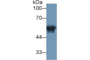 Mouse Capture antibody from the kit in WB with Positive Control: Human serum. (CEACAM1 ELISA Kit)