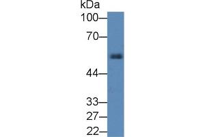 Western blot analysis of Rat Pancreas lysate, using Rat a1AT Antibody (2 µg/ml) and HRP-conjugated Goat Anti-Rabbit antibody (
