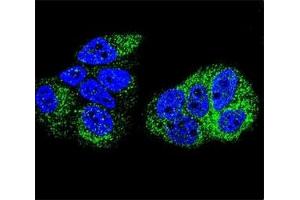 Confocal immunofluorescent analysis of HNF4A antibody with MCF-7 cells followed by Alexa Fluor 488-conjugated goat anti-rabbit lgG (green). (HNF4A antibody  (AA 107-139))