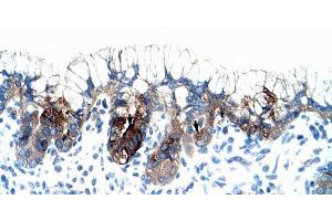 Human Stomach; PMF1 antibody - middle region in Human Stomach cells using Immunohistochemistry (PMF1 antibody  (Middle Region))