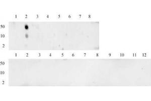 Histone H3 monomethyl Lys4 antibody (mAb) tested by dot blot analysis. (Histone 3 antibody  (H3K4me))