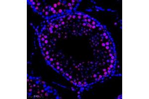 Immunofluorescence of paraffin embedded rat testis using DNApoldelta3 (ABIN7075130) at dilution of 1:1000 (300x lens) (POLD3 antibody)