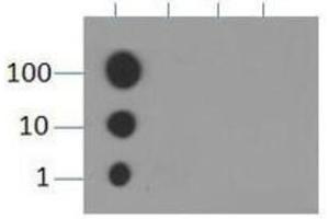 Dot Blot (DB) image for anti-Histone 3 (H3) (H3K9me) antibody (ABIN5706783)