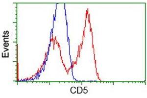 HEK293T cells transfected with either RC206494 overexpress plasmid (Red) or empty vector control plasmid (Blue) were immunostained by anti-CD5 antibody (ABIN2452890), and then analyzed by flow cytometry. (CD5 antibody)