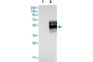 Western blot analysis of Lane 1: Negative control (vector only transfected HEK293T lysate), Lane 2: Over-expression Lysate (Co-expressed with a C-terminal myc-DDK tag (~3. (IFNGR2 antibody)