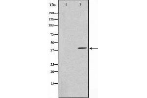Western blot analysis on NIH-3T3 cell lysate using HEXIM1 Antibody,The lane on the left is treated with the antigen-specific peptide.